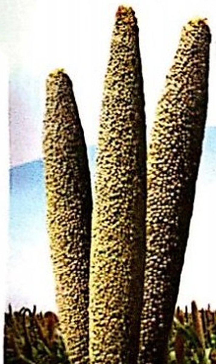 Bajra