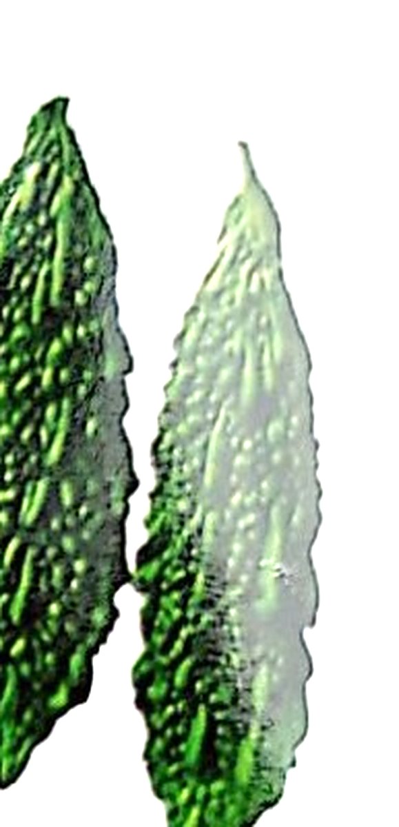 Bitter gourd