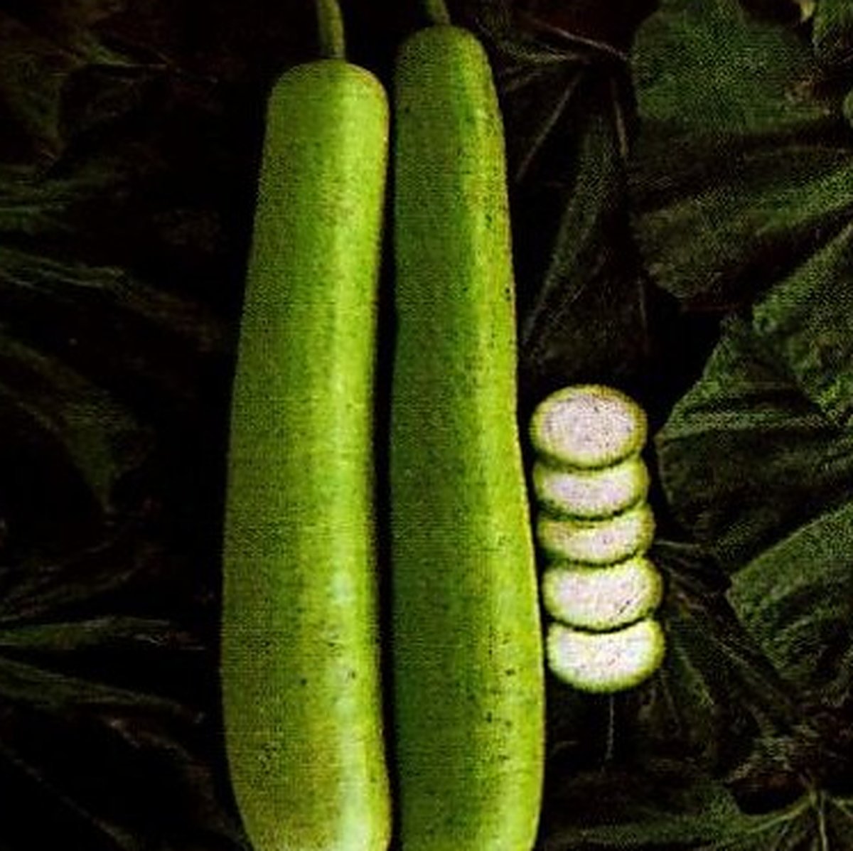 Bottle gourd