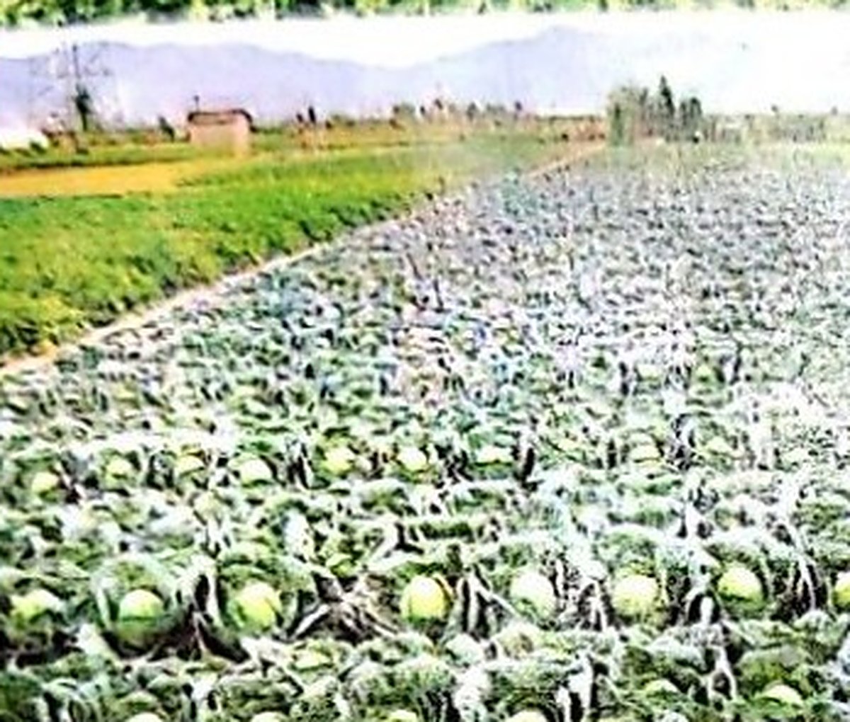 Wide view of a vegetable field