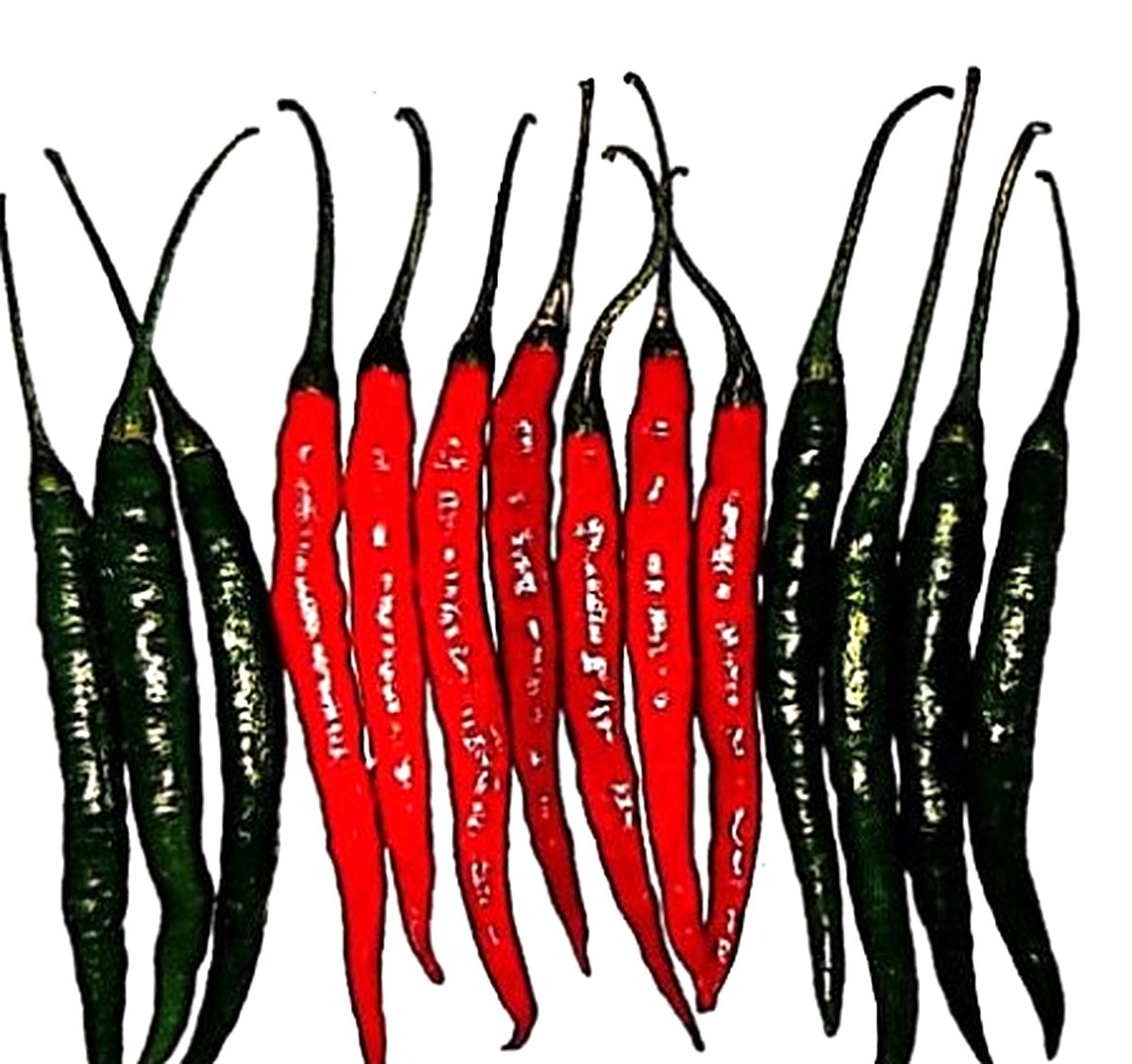 Green and ripe red chillies from a Joshika hybrid