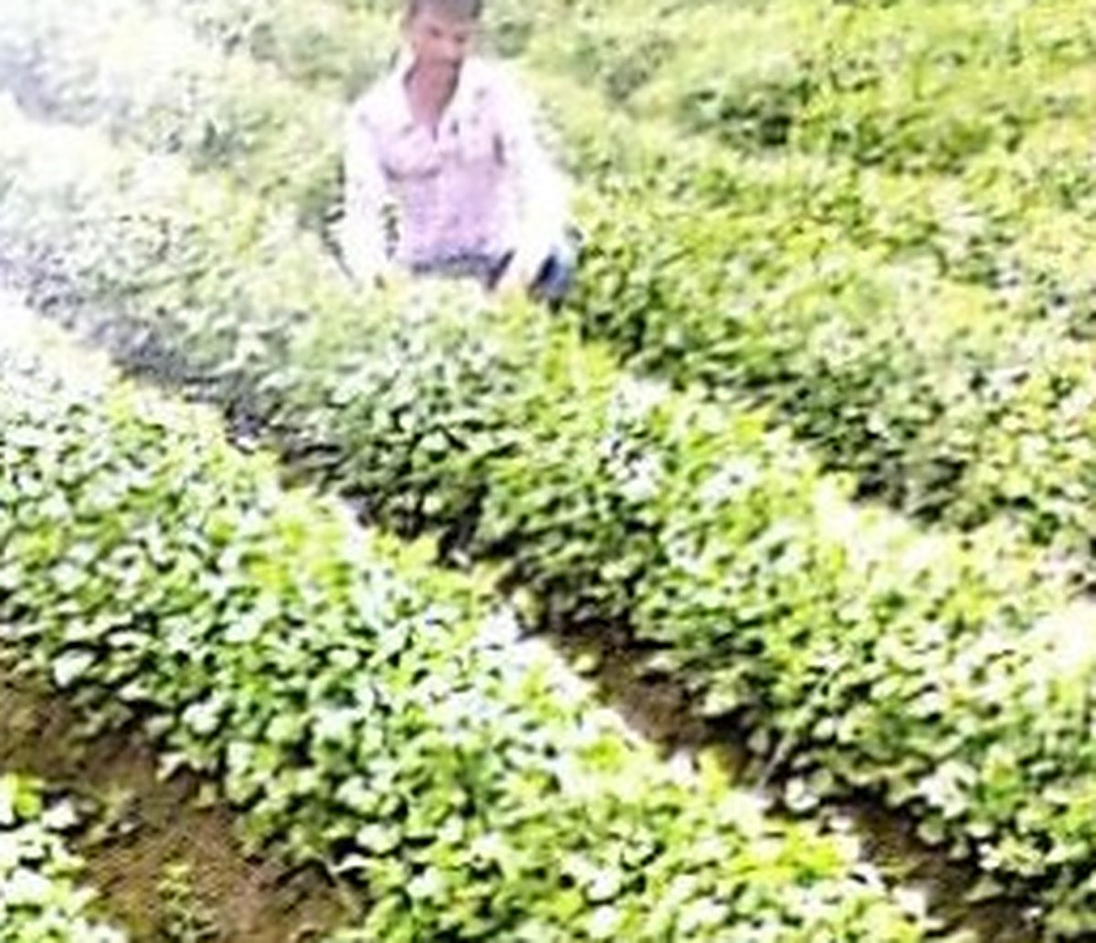 Inspecting rows of young plants in the field