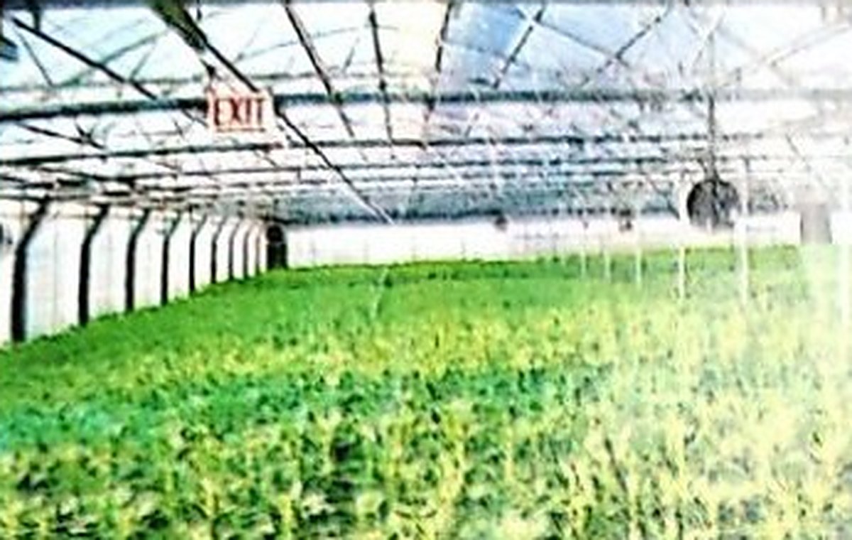 Seedlings growing in a green house