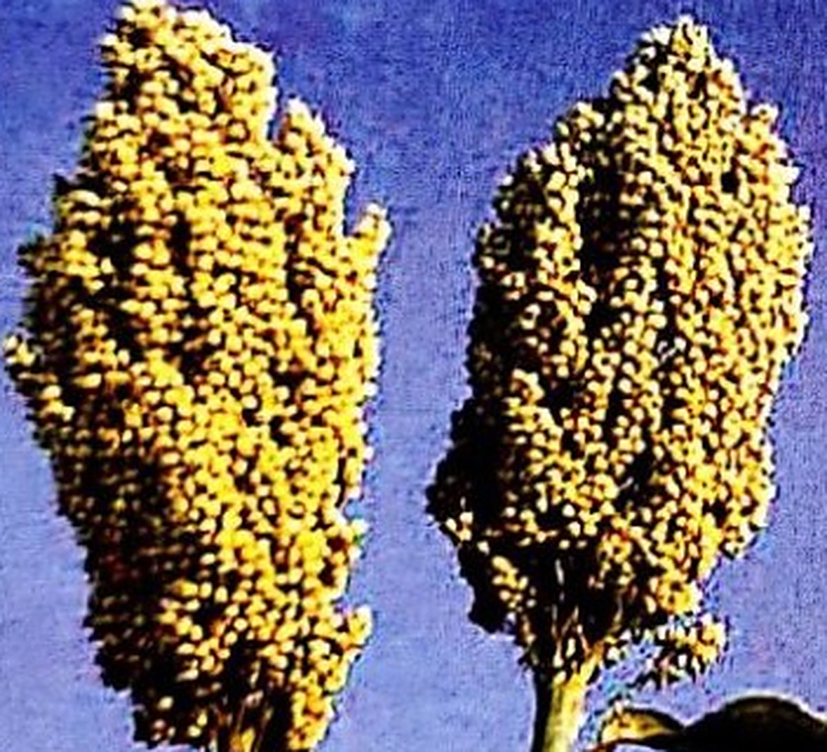 Jowar