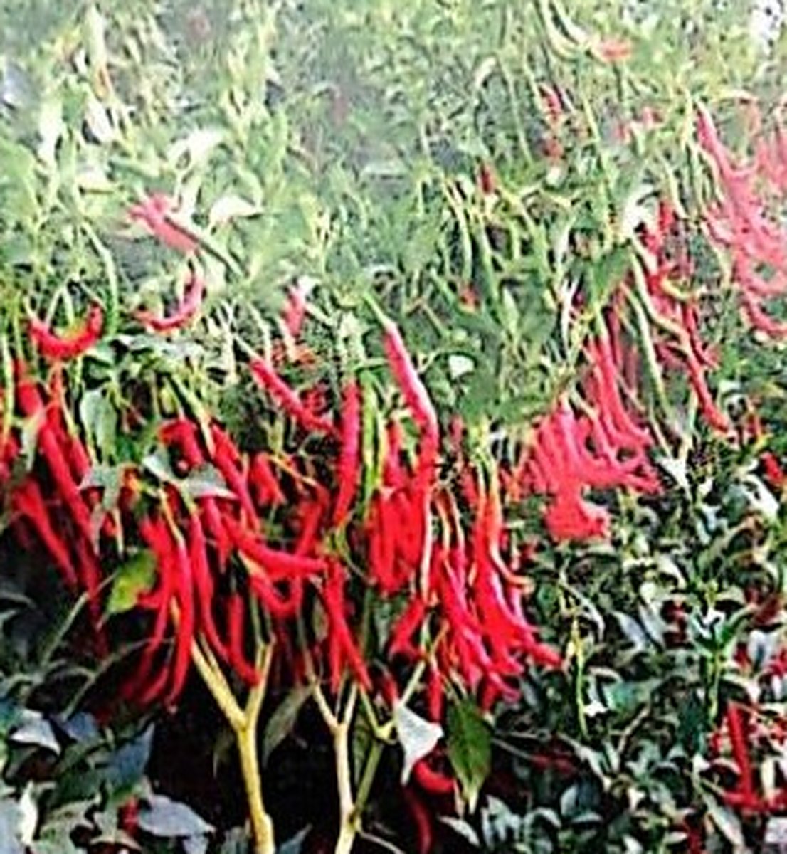 Chilli