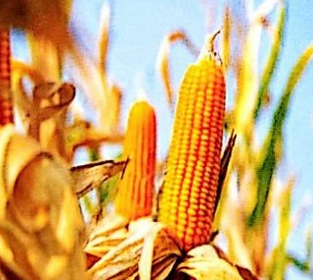 Maize