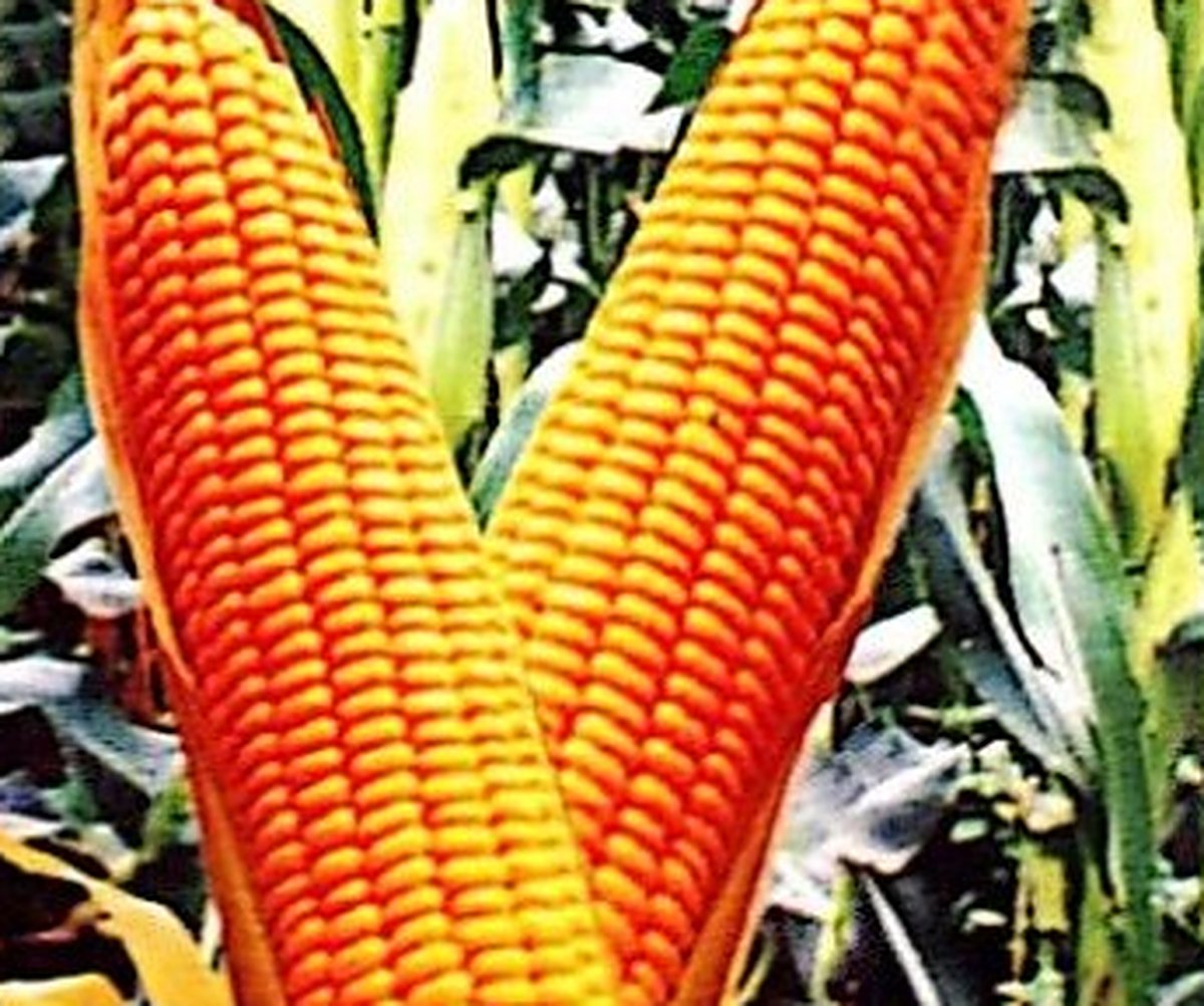 Field Crops