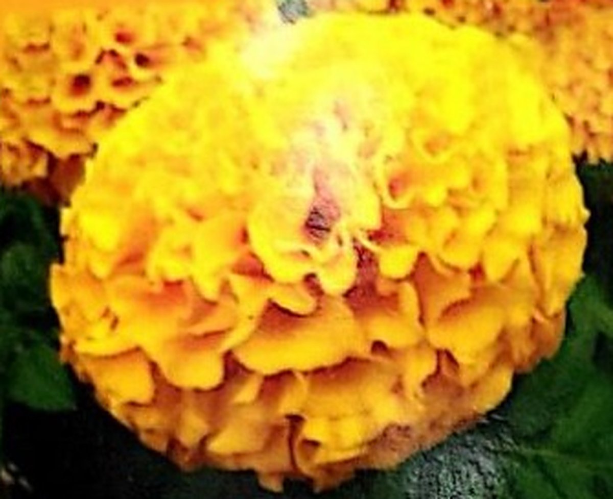 Flowers