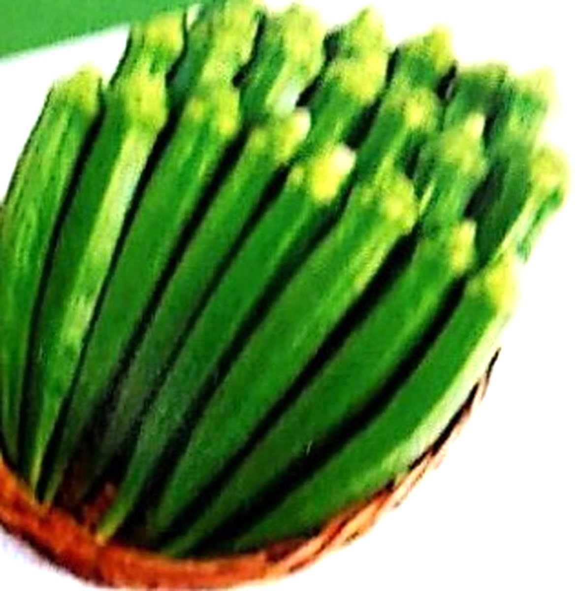 Okra