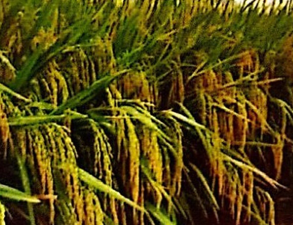 Field Crops