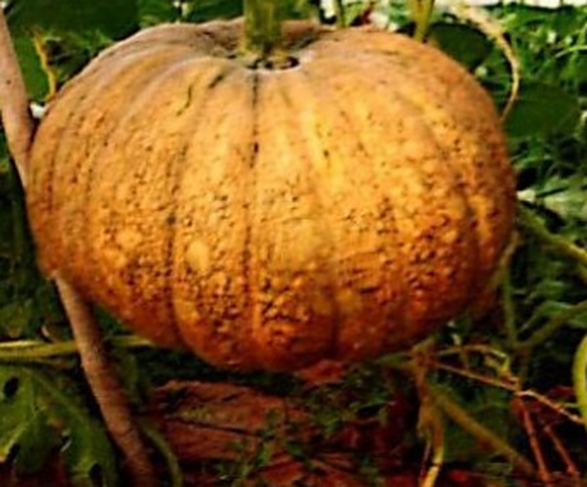 Ash gourd & pumpkin