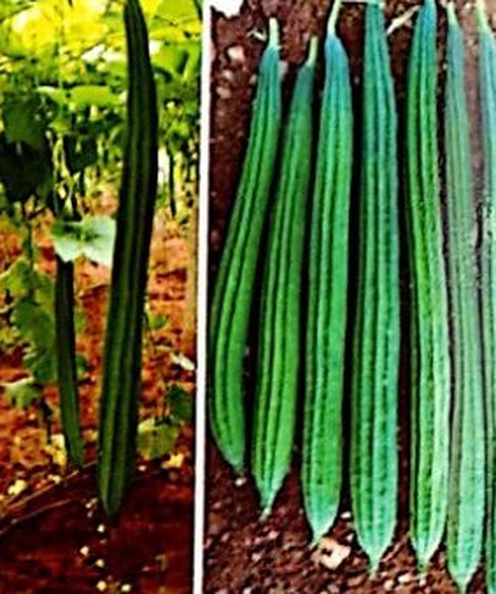 Ridge gourd