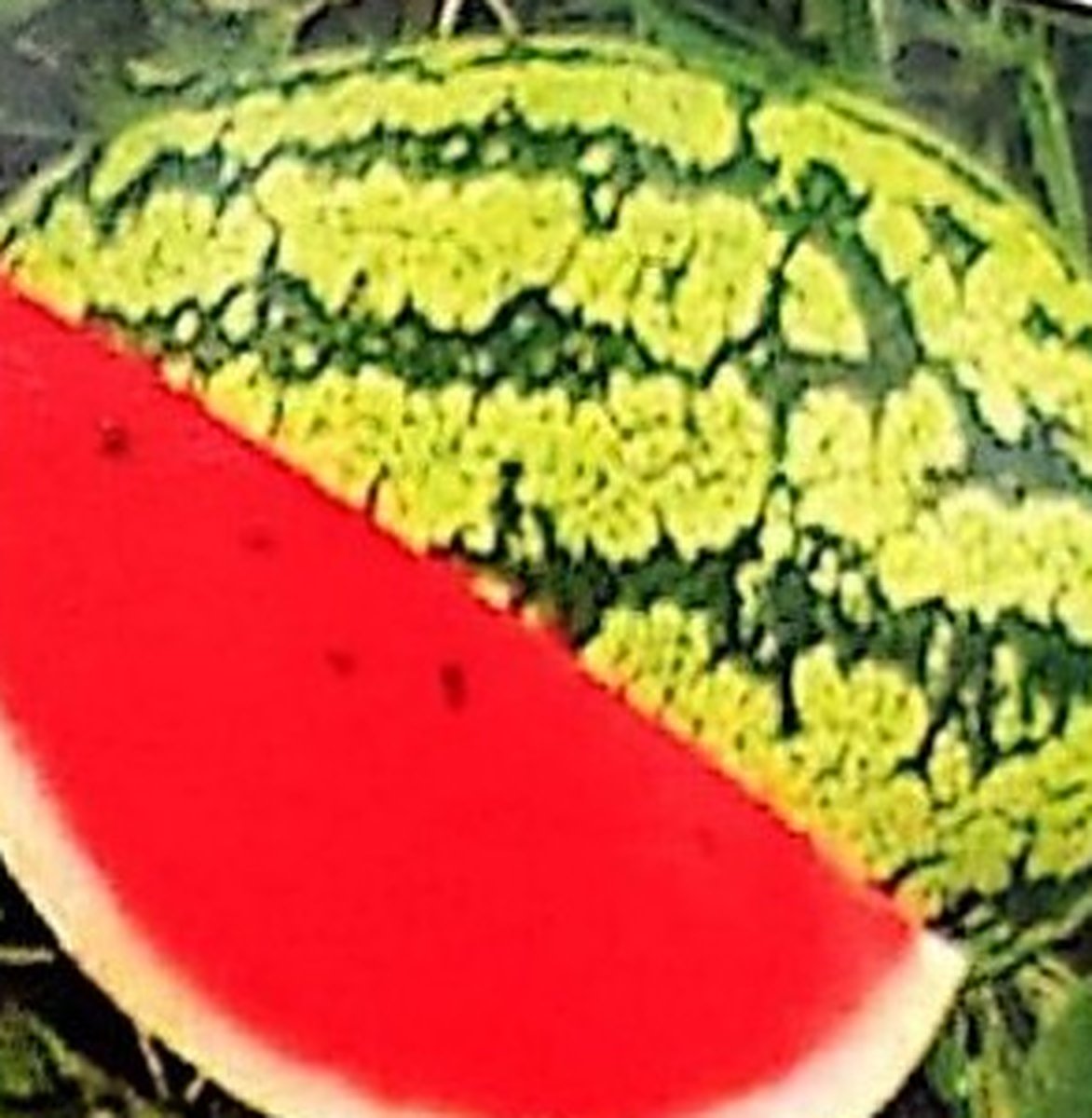 Watermelon